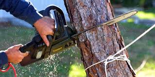 Best Storm Damage Tree Cleanup  in Easton, MD