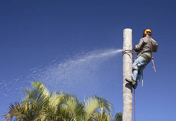 Professional Tree Care in Easton, MD