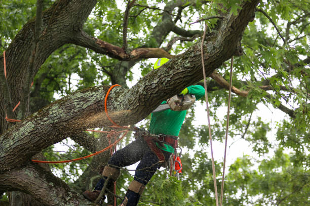 Best Seasonal Cleanup (Spring/Fall)  in Easton, MD