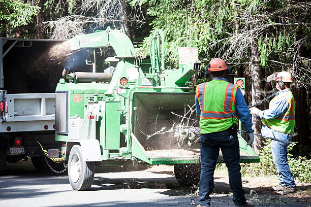 Best Emergency Tree Removal  in Easton, MD