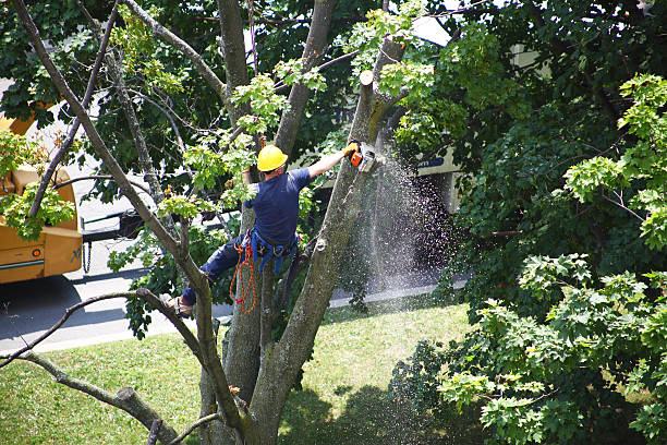 Best Hedge Trimming  in Easton, MD